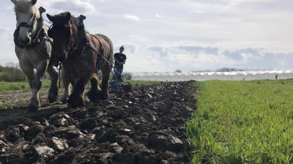 Landbouw in Vlaanderen: Hoe onze boeren hun weg zoeken in de moderne jungle?